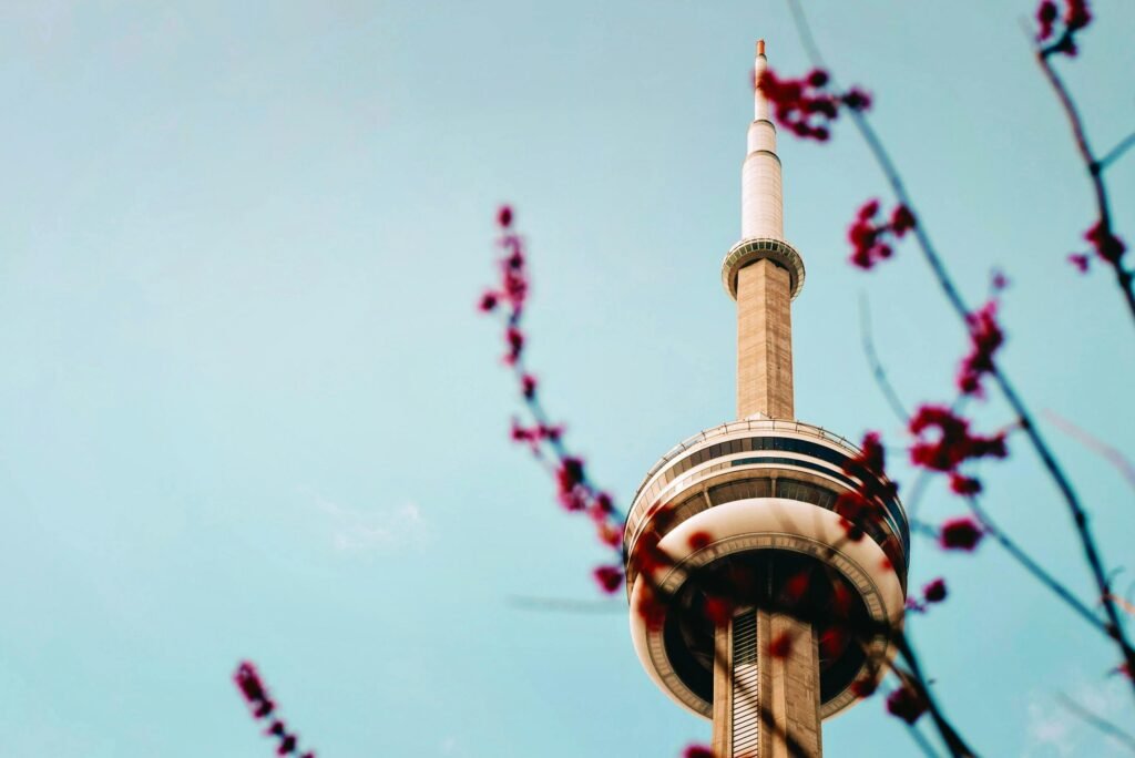 The CN Tower stands tall against a clear blue sky with cherry blossoms framing the view.